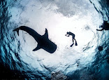 Pura Vida Diving thumb 9
